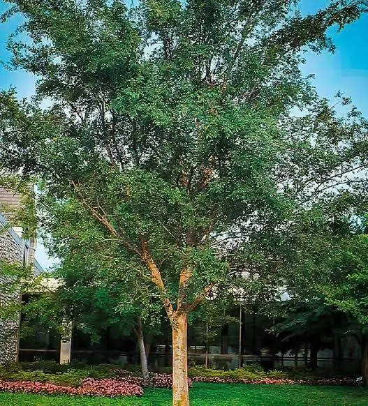 Chinese Elm Tree ( Lacebark ) - Live Plant - ( 2.5 QT ) - Great for Bonsai