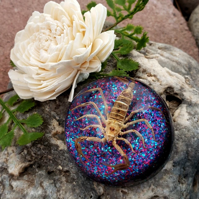Creepy Scorpion Paperweight 2" Taxidermy Goth Black Wedding Multi Glitter [v1
