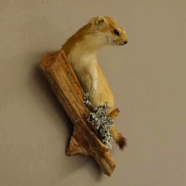 Armiño Verano Comadreja Preparado Longitud 25CM para Animales Taxidermy 89.2.65 2