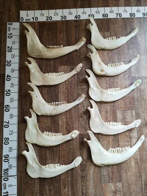 Auténtico Mandíbula Inferior la Mitad Cráneo Rotwild Ciervo Wild Preparado