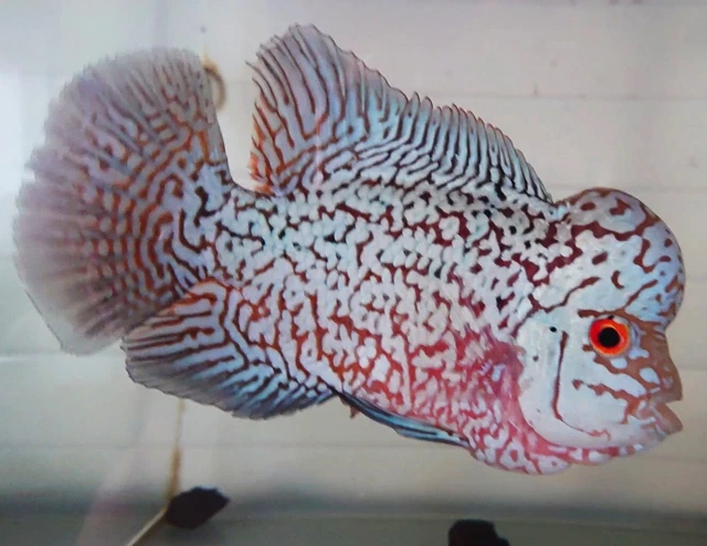 Full Pearl Flowerhorn Kamfa F2 Red Eyes Super Large Tail Beautiful Body Shape