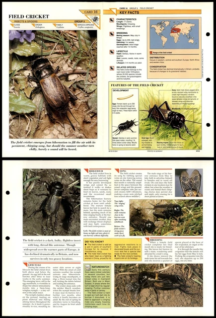 FIELD CRICKET #16 Insects Wildlife Fact File Fold-Out Card £1.99 ...