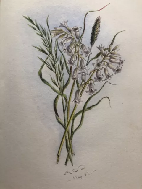 Antique Water Colour Painting of White Bluebells Dated May1882