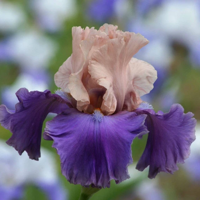 POEM OF ECSTASY Bearded Iris Potted Plant Pink Lavender Perennial Ready