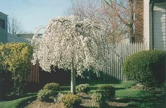 Weeping Cherry Tree