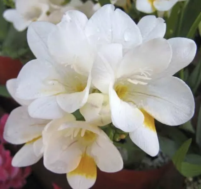 100+ Freesia Alba Seeds. Large White Fragrant Flowers Current Year Organic Grown 3