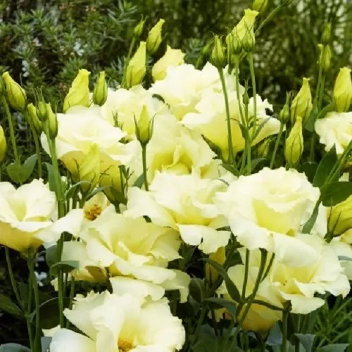 20 + Jaune Lisianthus Semences Florales / Longue Durée Annuel Super Coupe Fleur