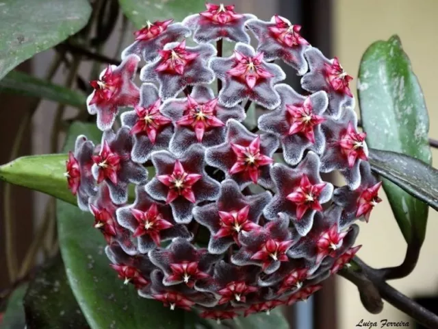 Plant de Fleur HOYA Rouge Plante grimpante Hoya pubicalyx Royal Hawaiian Purple