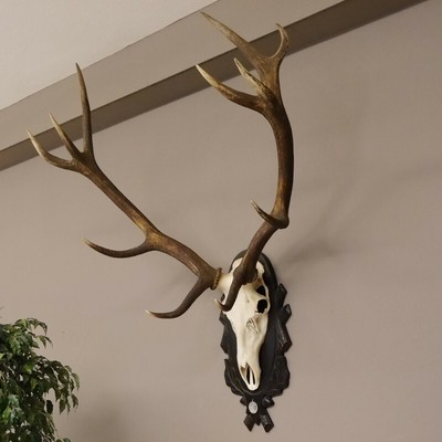 Antler 12 Ender Red Deer Corna Altezza 133 CM Con Medaglia Antler Cervi Cervo 