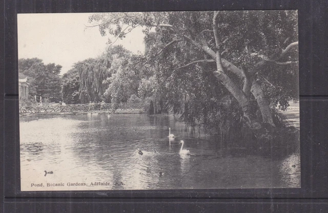 SOUTH AUSTRALIA, ADELAIDE, BOTANIC GARDENS, POND, c1910 ppc., unused.