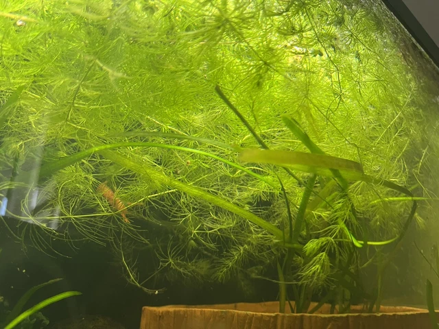 XXL PORTION HORNKRAUT Hornblatt Aquarium Teich EUR 2,00 PicClick DE