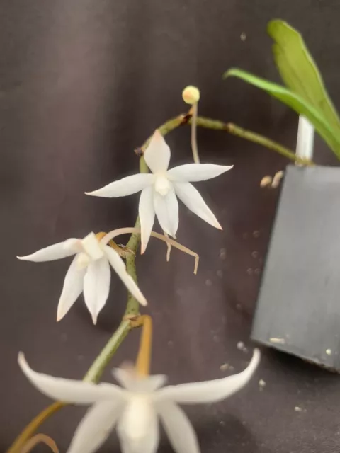 Species Orchid - Aerangis biloba
