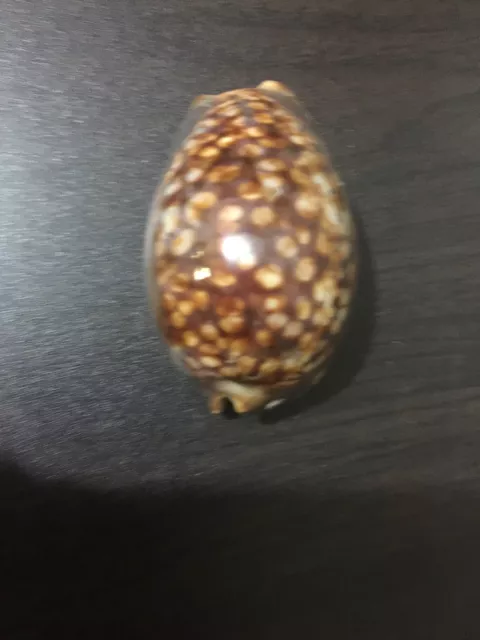 old cowrie sea shell brown and white