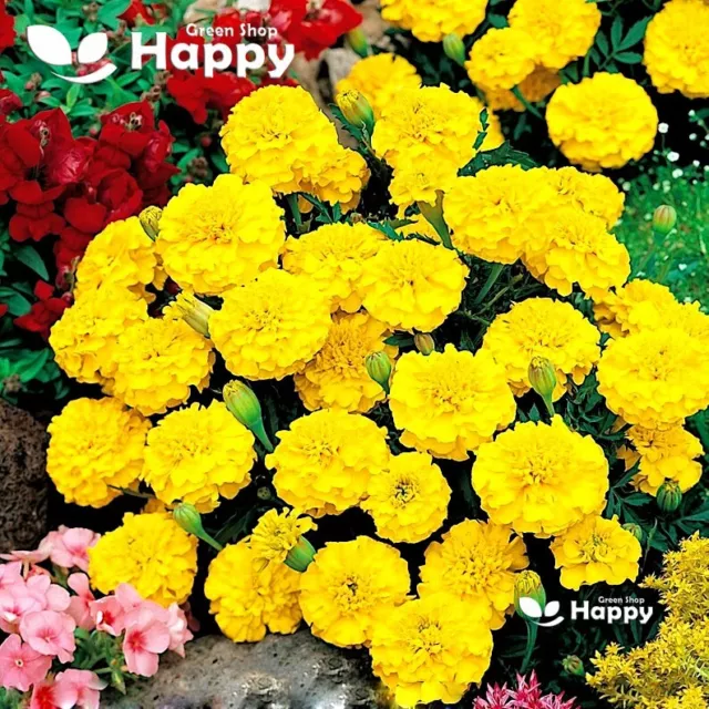 FRENCH MARIGOLD - PETITE LEMON YELLOW - 350 SEEDS - Tagetes patula nana - FLOWER