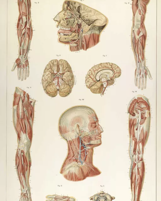 Vintage Medical Anatomy Chart Nervous System Illustration Painting Giclee Print