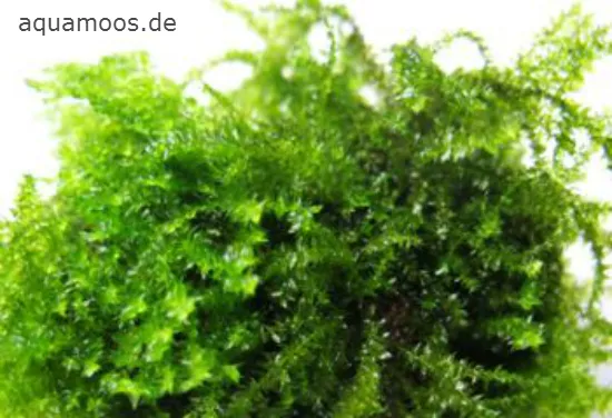 Creeping-Moos - Vesicularia sp. Creeping ,  Aquarienmoos