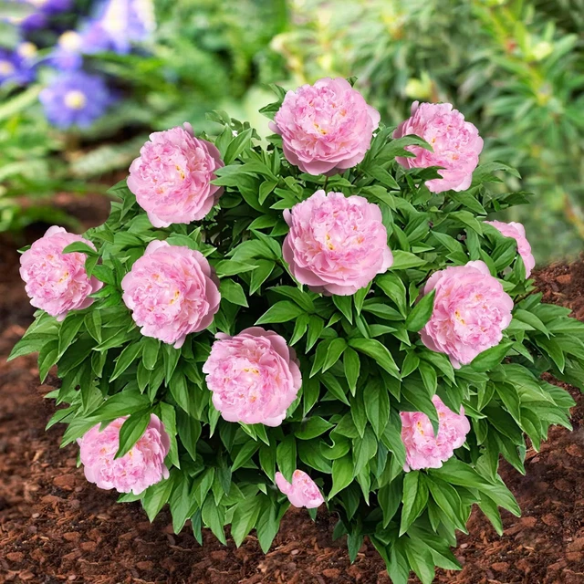 Peonia Coral Passion - Pianta Perenne Per Giardino O Vaso - Radice Singola - Resistente Al Freddo - Foto 12