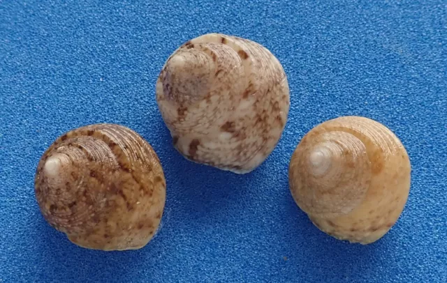 Collectible Shell: Gibbula albida AO (x5) (Trochidae, France) Seashell