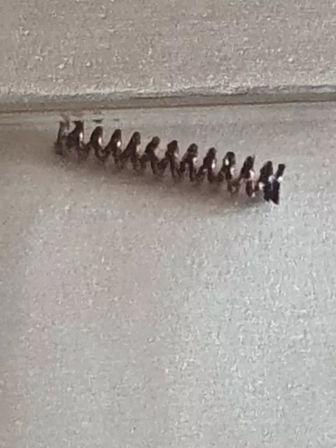 GENUINE OMEGA CLASP LOCK SPRING 085st0058 15.99 PicClick UK