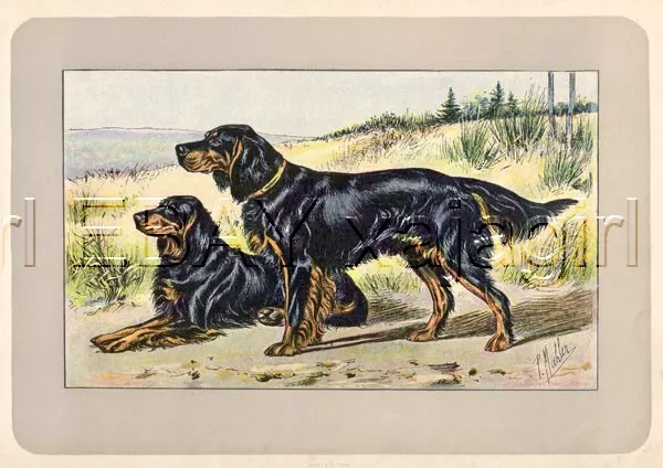 DOG Gordon Setter, Rare Antique 100-Year-Old French Dog Print