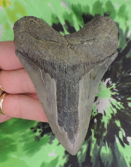 Megalodon Sharks Tooth 4 3/16" inch NO RESTORATIONS fossil sharks teeth