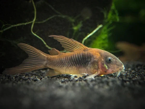 Group of 5+1 Live Hifin Aeneus Cory Premium Freshwater Tropical Fish Grade A