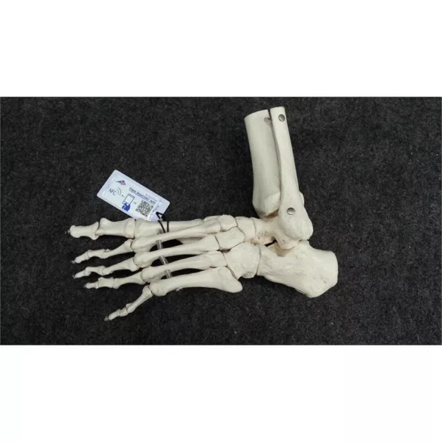 3B Scientific 1019358 Anatomy A31/1 Loose Foot/Ankle Skeleton Model, Life Size