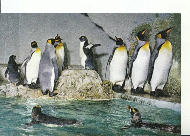 Animals Postcard - Penguins, Birdland Zoo Gardens, Bourton-on-the-Water - 17713A