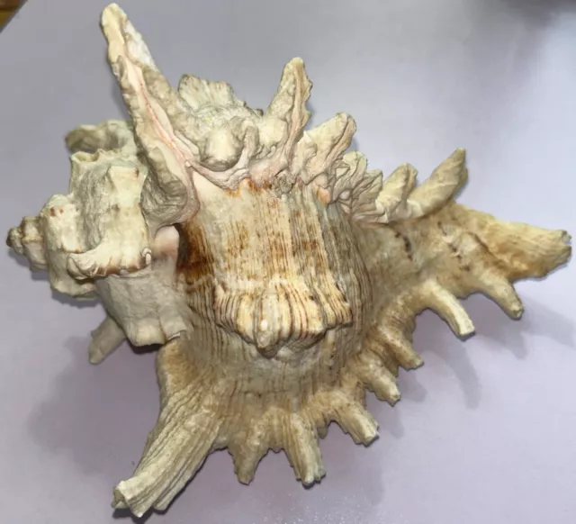Large 7" Chicoreus Seashell Beautiful Large "Frilly"  Sea Shell