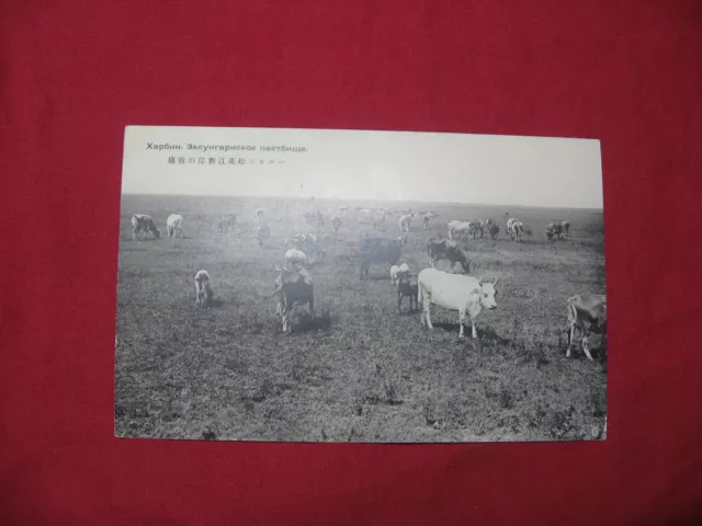 SALE! Postcard Japan Manchuria Harbin Songhua River Ranch Cow Photo 1930's