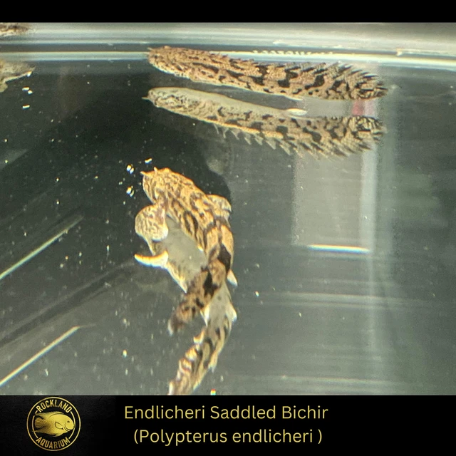 Endlicheri Saddled Bichir - Polypterus endlicheri - Live Fish (3"- 4")