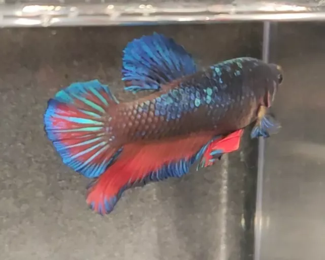 Multicolor Male HMPK Betta, Galaxy Marble, Homebred, Quality Fish, Red/Blue/Teal