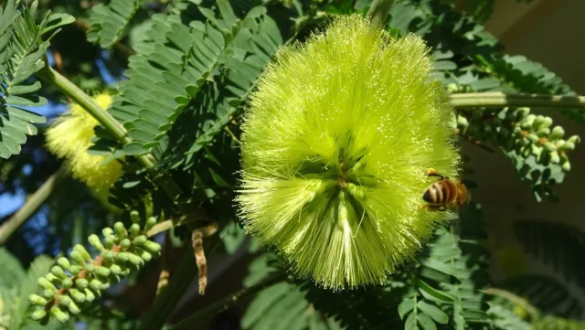 Cape Wattle (Paraserianthes iophantha) 30 Fresh seeds 3