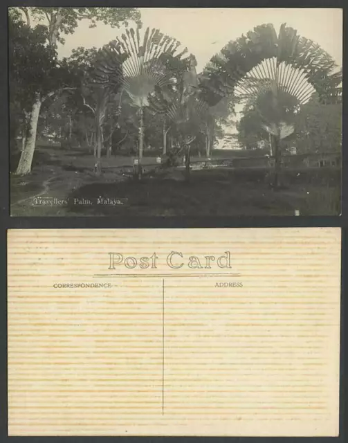 Singapore Old Real Photo Postcard Travellers' Palm Trees Straits Settlements RP