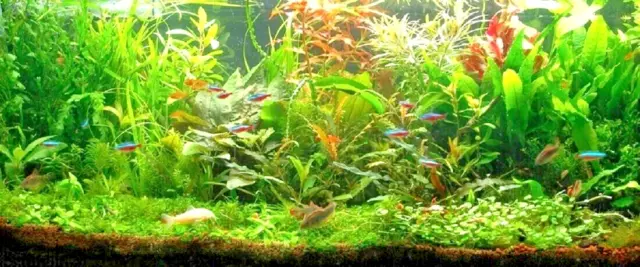 Plante aquarium facile 5 Varietes Promo Lot 30 /Offerte + 1 Cladophora Gratuite