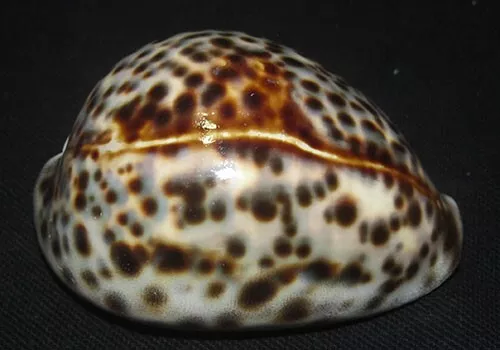 84 mm LINE PATTERN Cypraea Tigris Cowrie Seashell Phuket Thailand #A3 GREAT