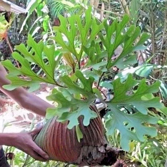 Staghorn Fern spore Platycerium ridleyi 4000 - 5000 spore + FREE CERTIFICATE