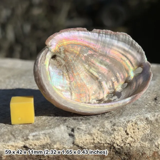 Natural Pink Abalone Seashell - Genuine Shell for Arts & Crafts