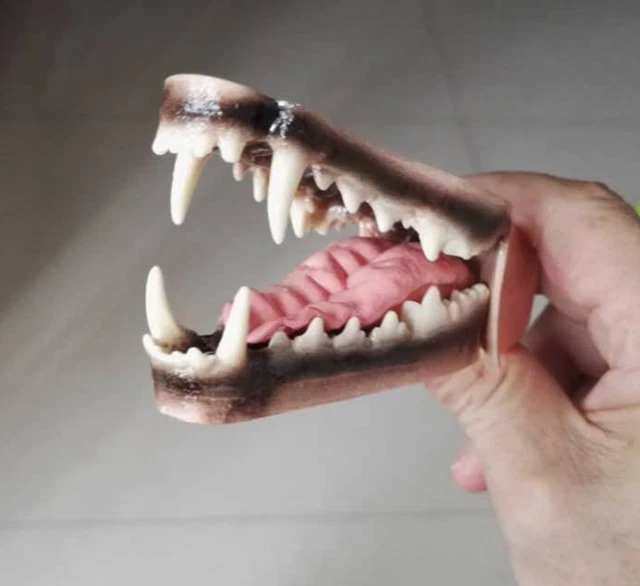 HS canine COYOTE Tongue jaw teeth veterinary anatomy display study dental  model