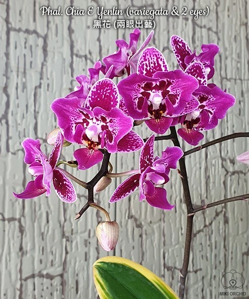Orchid Orchidee Phalaenopsis Chia E Yenlin (variegata & 2 eyes) (21 Pr)