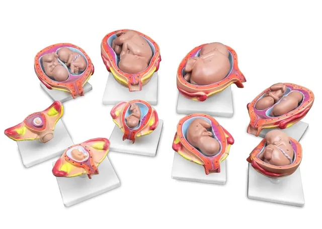 Teaching Models - Fetus Development Stages - 9 Models -  Various Stages
