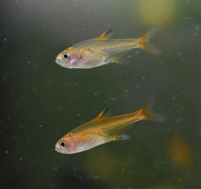 Live Ember Tetras (Pack of 6 Freshwater Aquarium Nano Fish) *PLS READ DESCR*