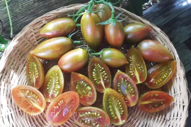 10 graines de tomate  Lucky Tiger tomato seeds méth.bio