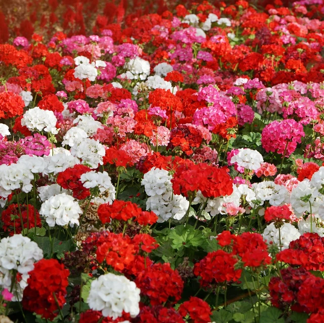 Geranium Garden Flower Seed Plant Mix for Containers, Baskets, B...