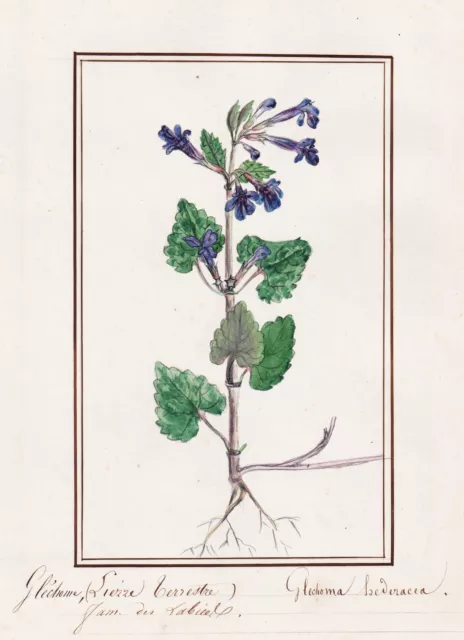 Glechoma Hederacea Fleurs Botanique Fleur Aquarelle Drawing 1830