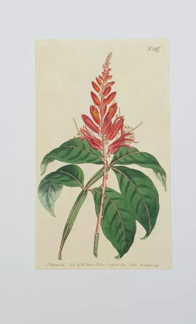 XVIII ème - W Curtis - Belle Gravure Aquarellée de Fleur n°497 de Novembre 1800