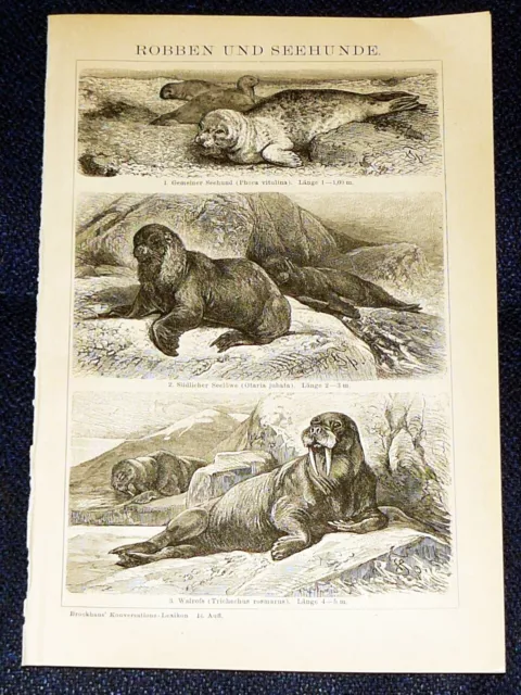 ROBBEN und SEEHUNDE Seelöwe Seehund Walroß Stich von 1895 – 131 Jahre ORIGINAL
