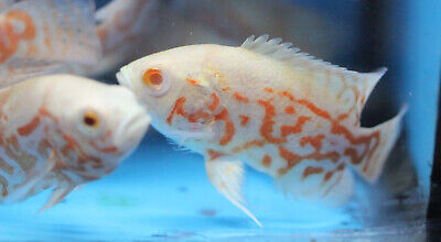 Live Albino Tiger Oscar Cichlid for fish tank aquarium