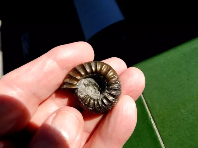 Fosiles Ammonite " Bonito Catacoeloceras  Piritizado Aveyron (Francia) - 9A12 "