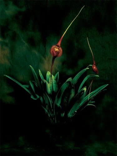 Botanica Magnifica Portraits of the World's Most Extraordinary Flowers and Pl... 5